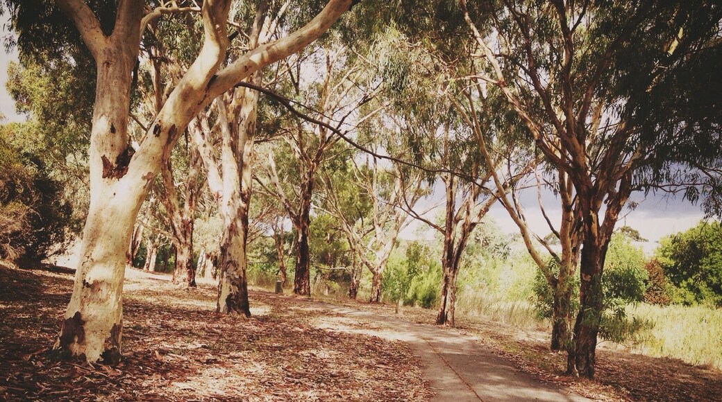 Path along the Coast to Vines Rail Trail in the historic town of Old Reynella in South Australia
#Australia #Walk #Trees