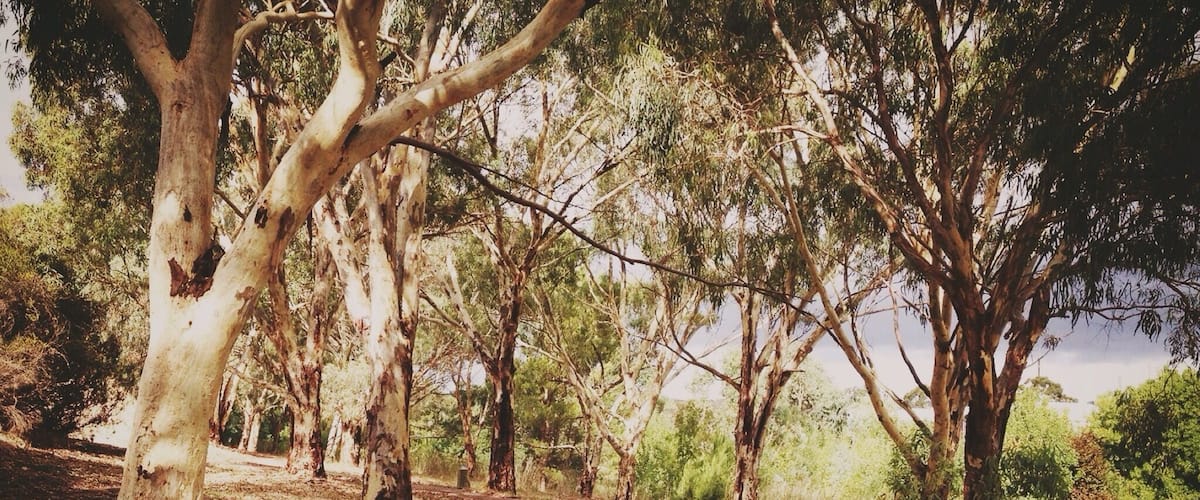 Path along the Coast to Vines Rail Trail in the historic town of Old Reynella in South Australia 
#Australia #Walk #Trees