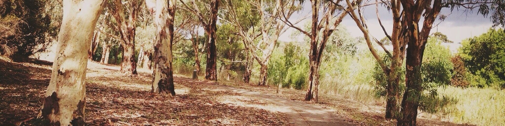 Path along the Coast to Vines Rail Trail in the historic town of Old Reynella in South Australia
#Australia #Walk #Trees