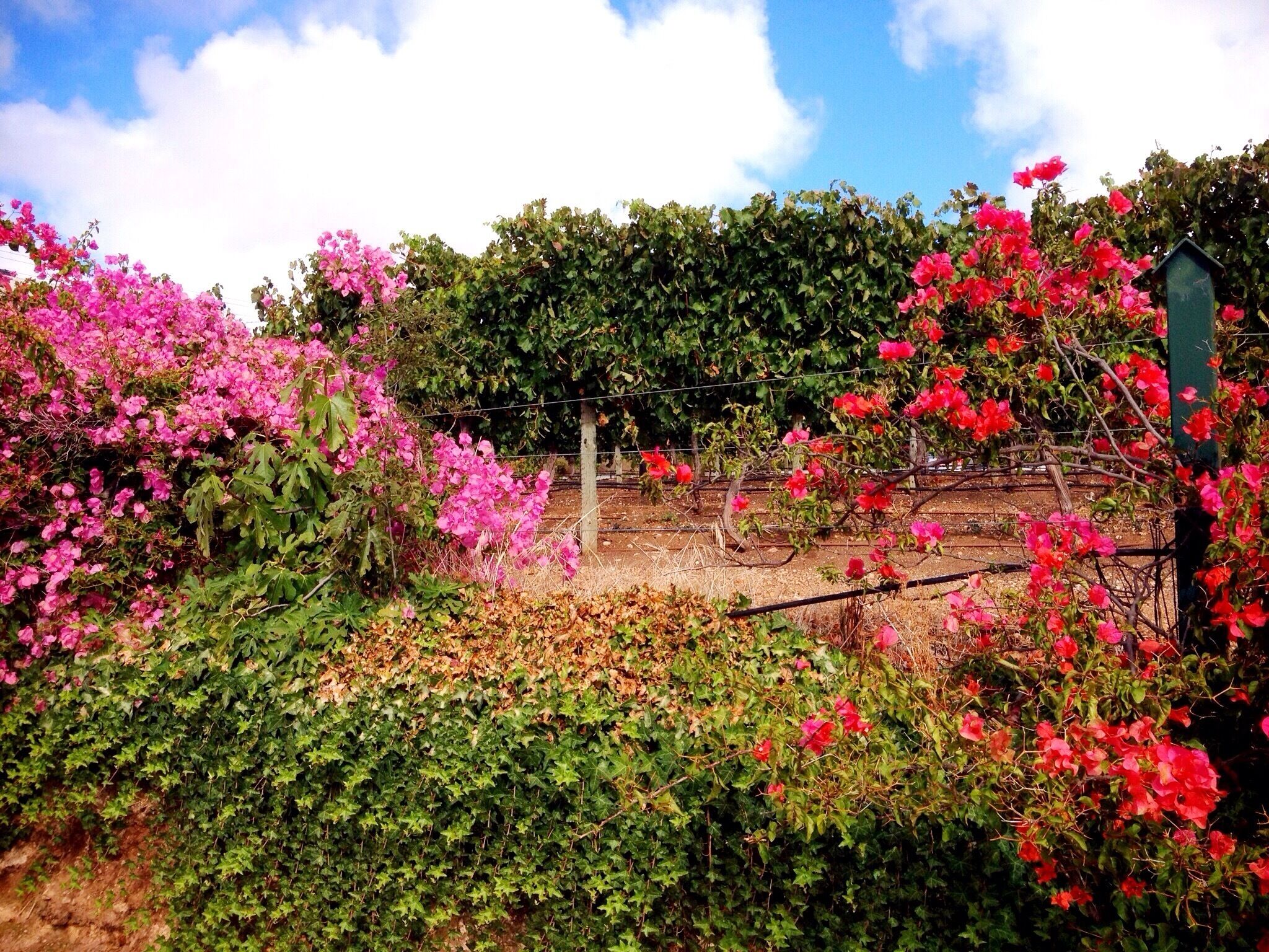 Flowers in the vineyard at Old Reynella South Australia