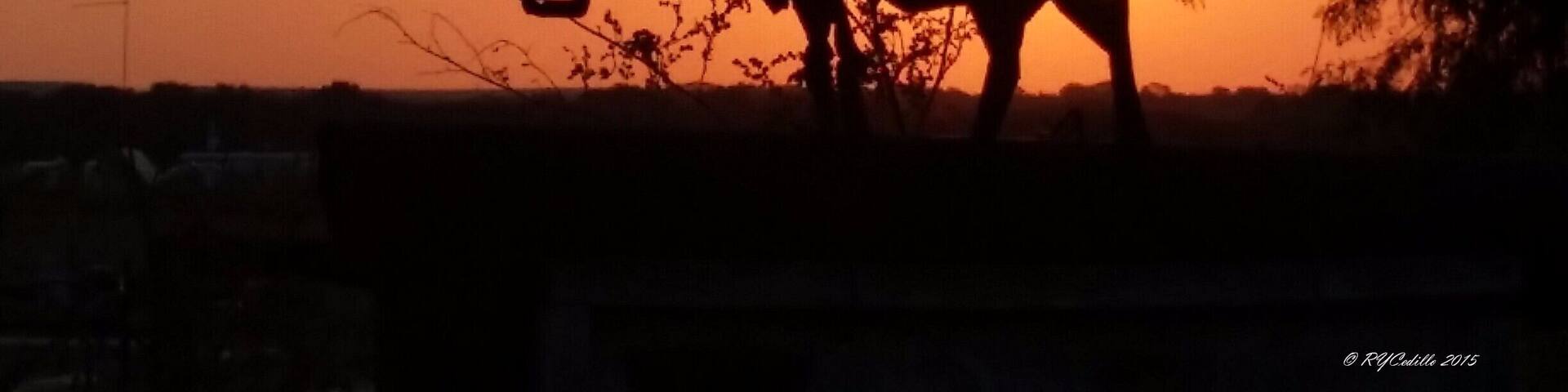 Artwork at its finest, Texas Style.