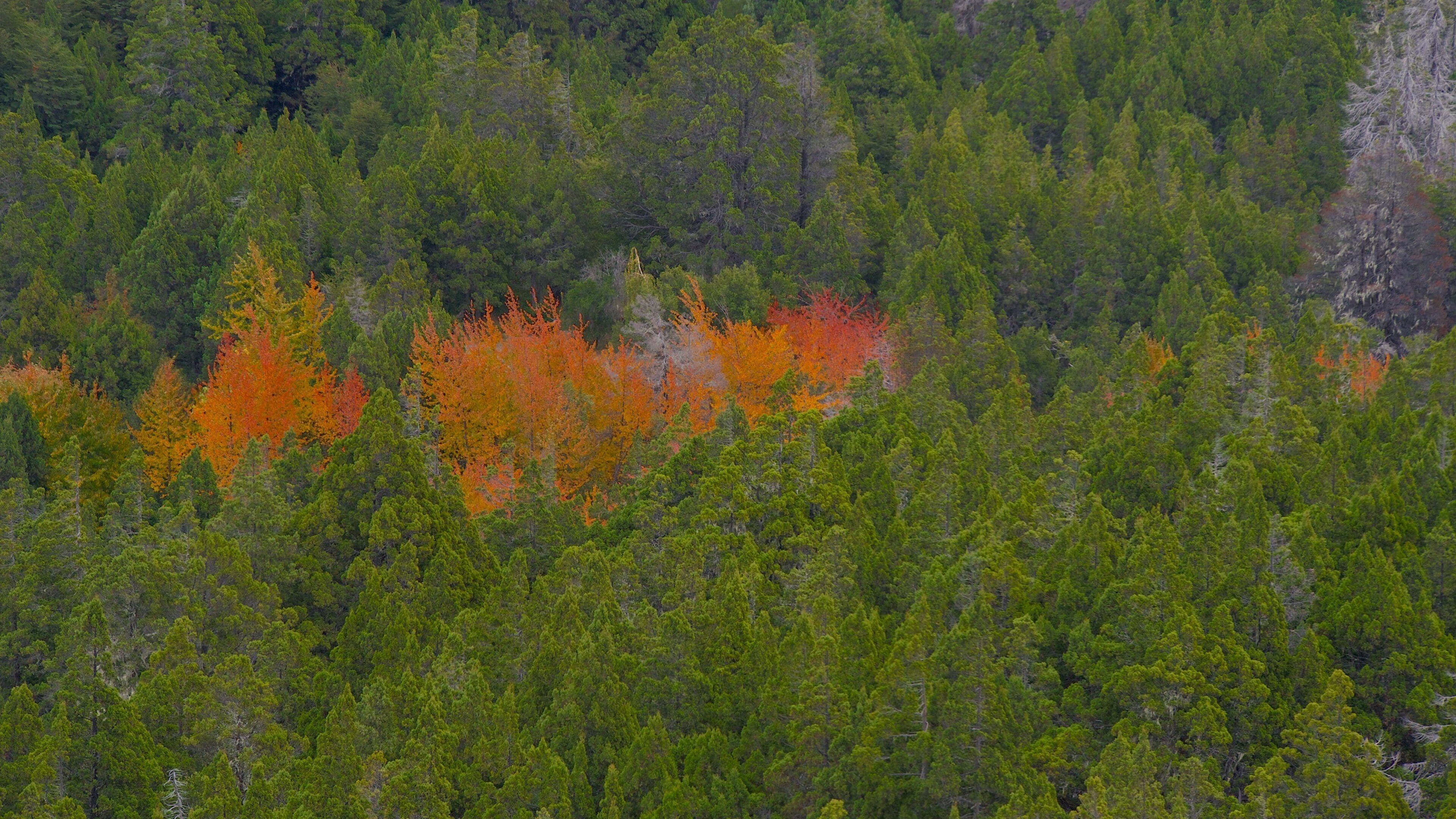 Cerro Campanario ofreciendo escenas forestales