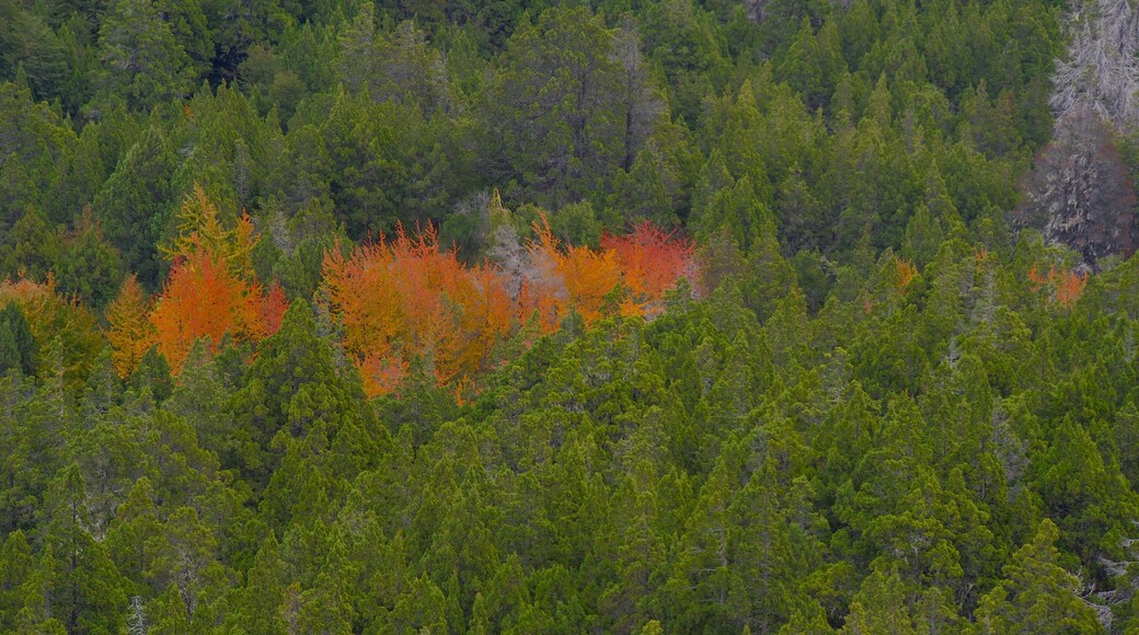Cerro Campanario which includes forests