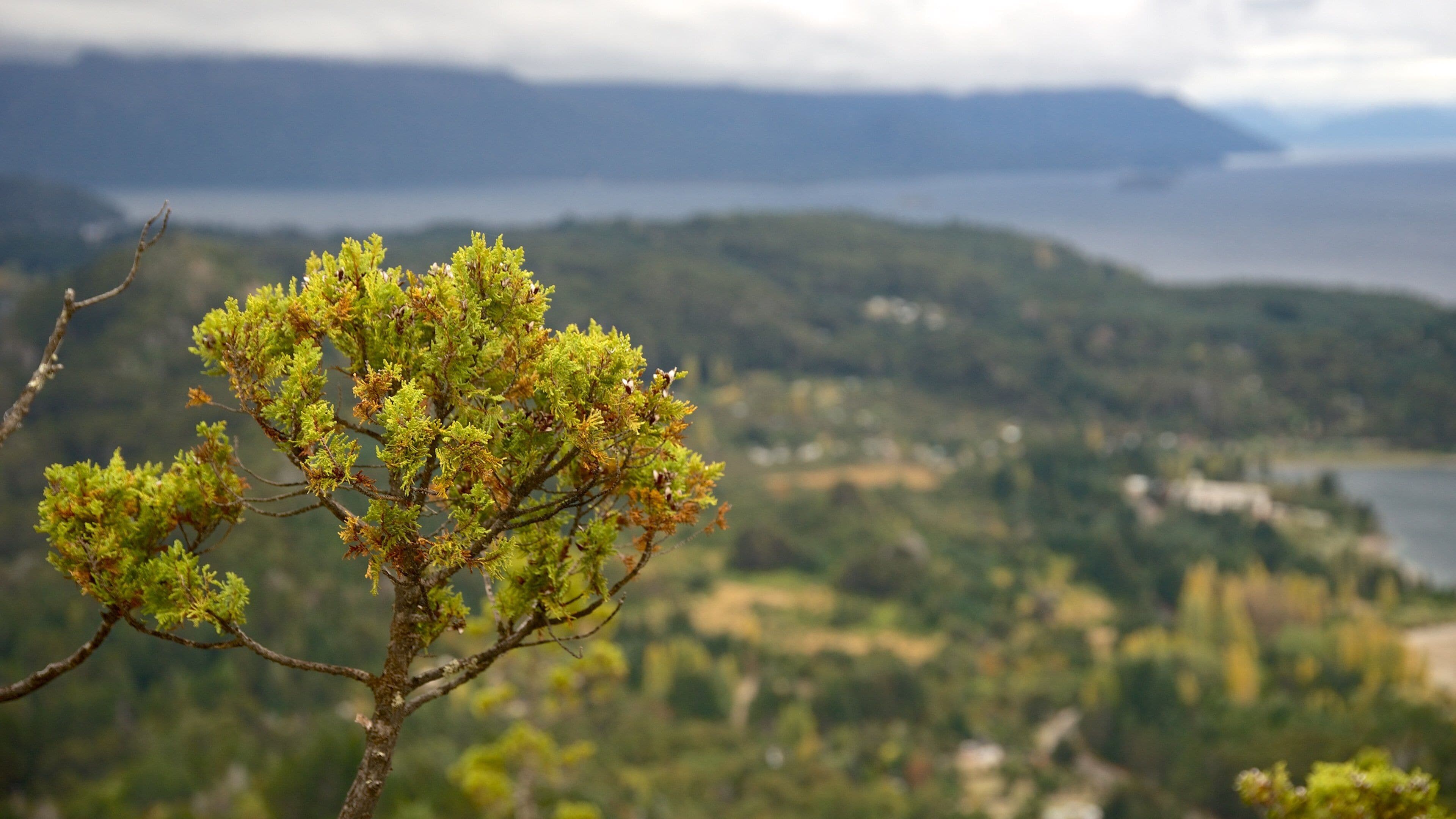 Cerro Campanario ofreciendo escenas tranquilas y bosques