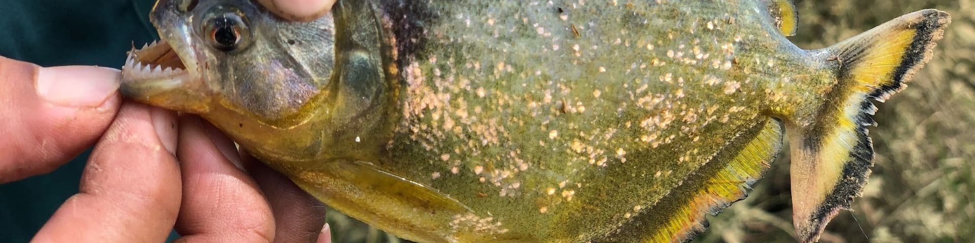 Yellow bellies piranhas