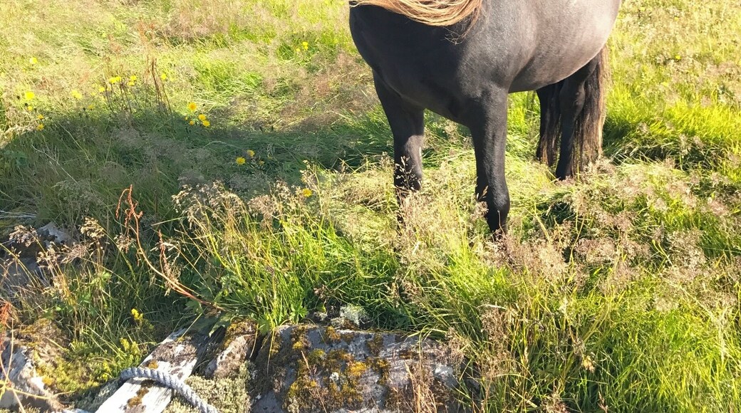 In-depth with Icelandic horses #AquaTrove