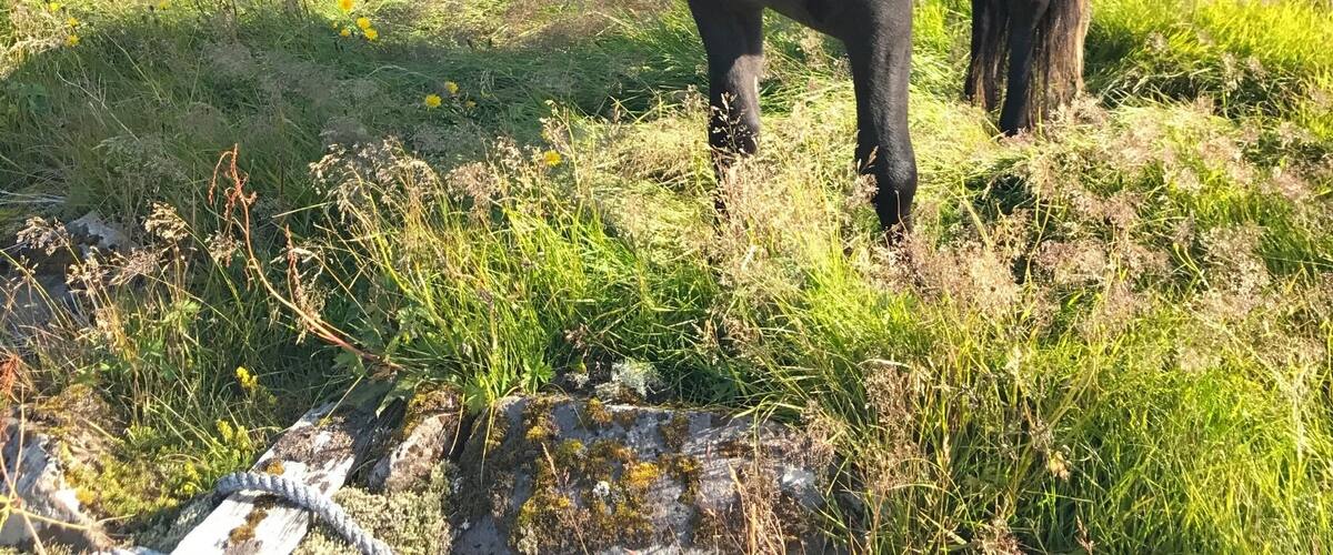 A pony grazing in a grassy field with a body of water in the background.