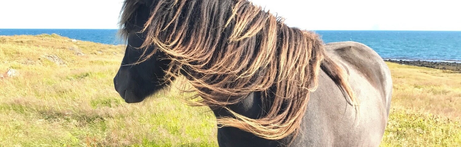 A pony grazing in a grassy field with a body of water in the background.
