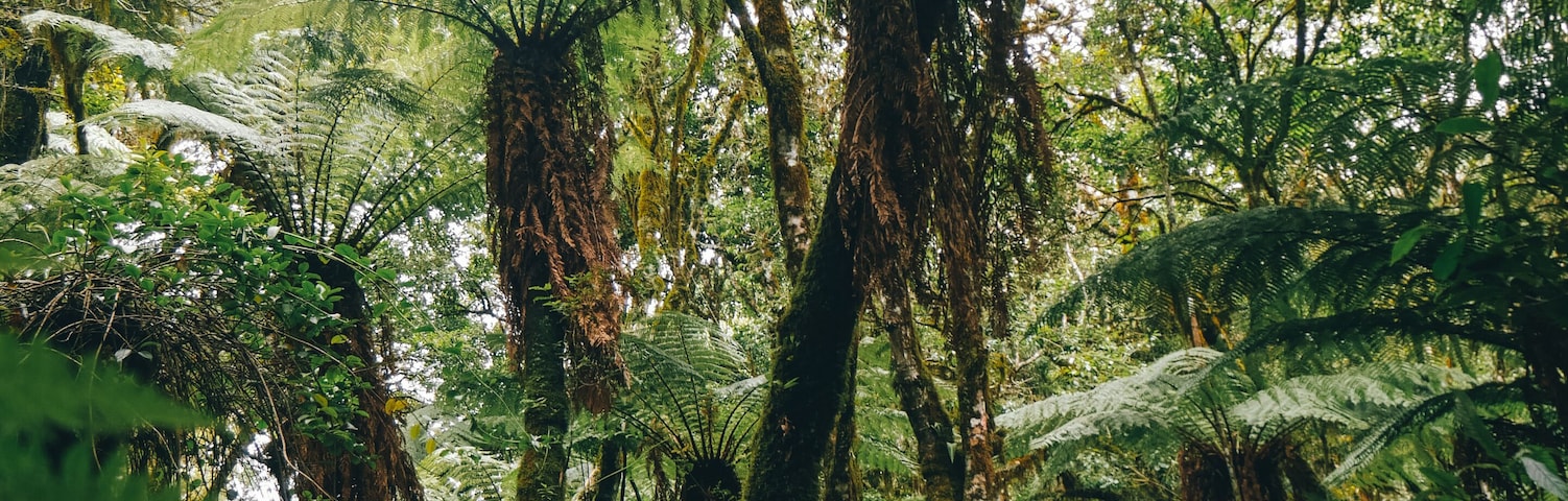 Standing among ancient ferns in the jungles of Bolivia. Amboró National Park is well worth the visit to the heart of the country. #Adventure
Quick Tip: Bring a rain jacket, even if it's not the rainy season. Storms can roll in quickly, bringing heavy rainfall.