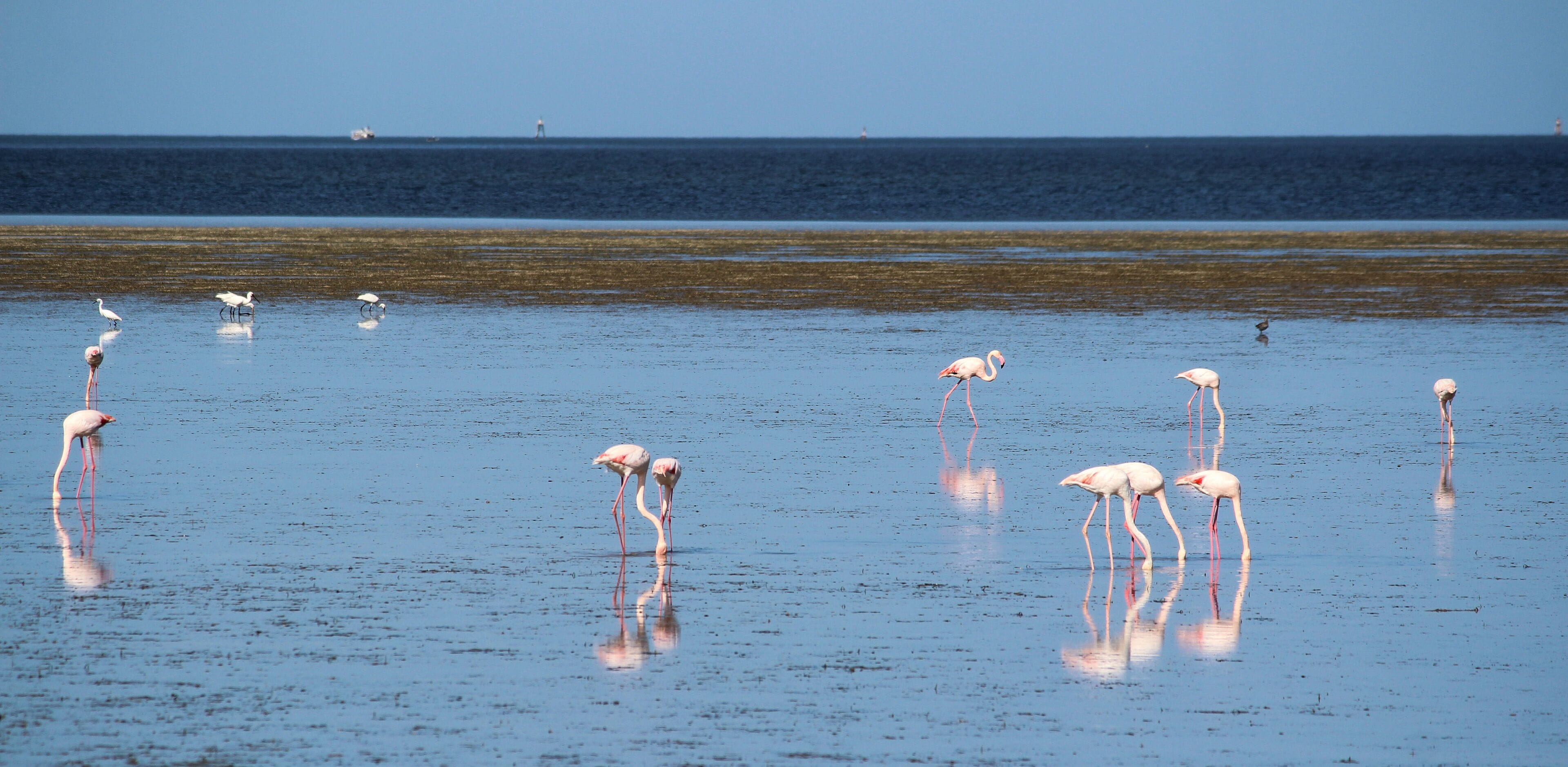 pink flamingos, Djerba, Mednine, Tunisia