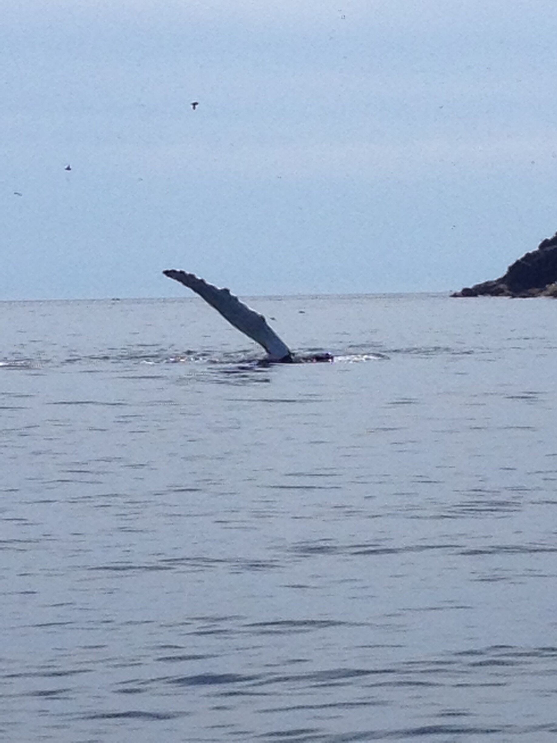 Whale watching #aquatrove