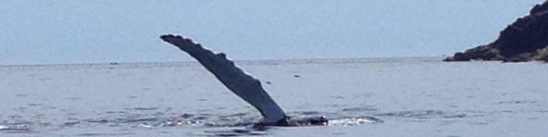 Whale watching #aquatrove