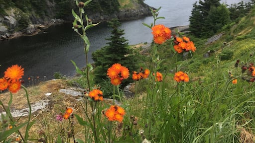 Beautiful hiking on the East Coast Trail.