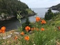 Beautiful hiking on the East Coast Trail.