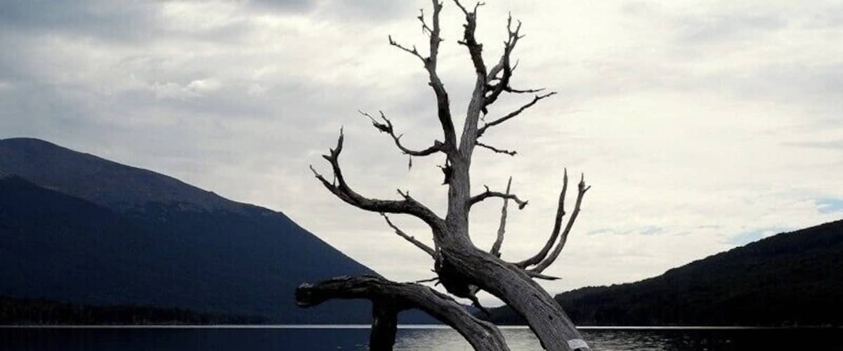 A dead tree by a lake with mountains in the background.