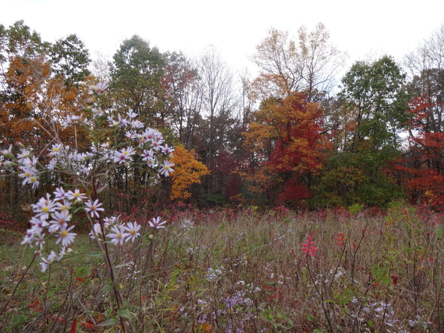lovely little lavender wildflowers in the foreground with a backdrop of gorgeous fall reds, yellows and oranges.