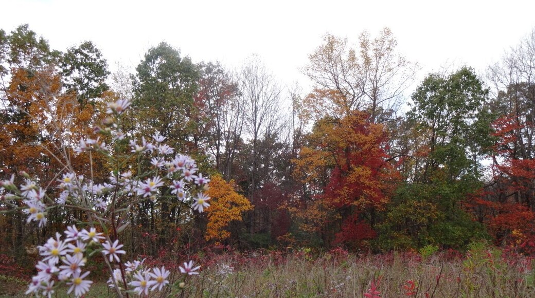 lovely little lavender wildflowers in the foreground with a backdrop of gorgeous fall reds, yellows and oranges.