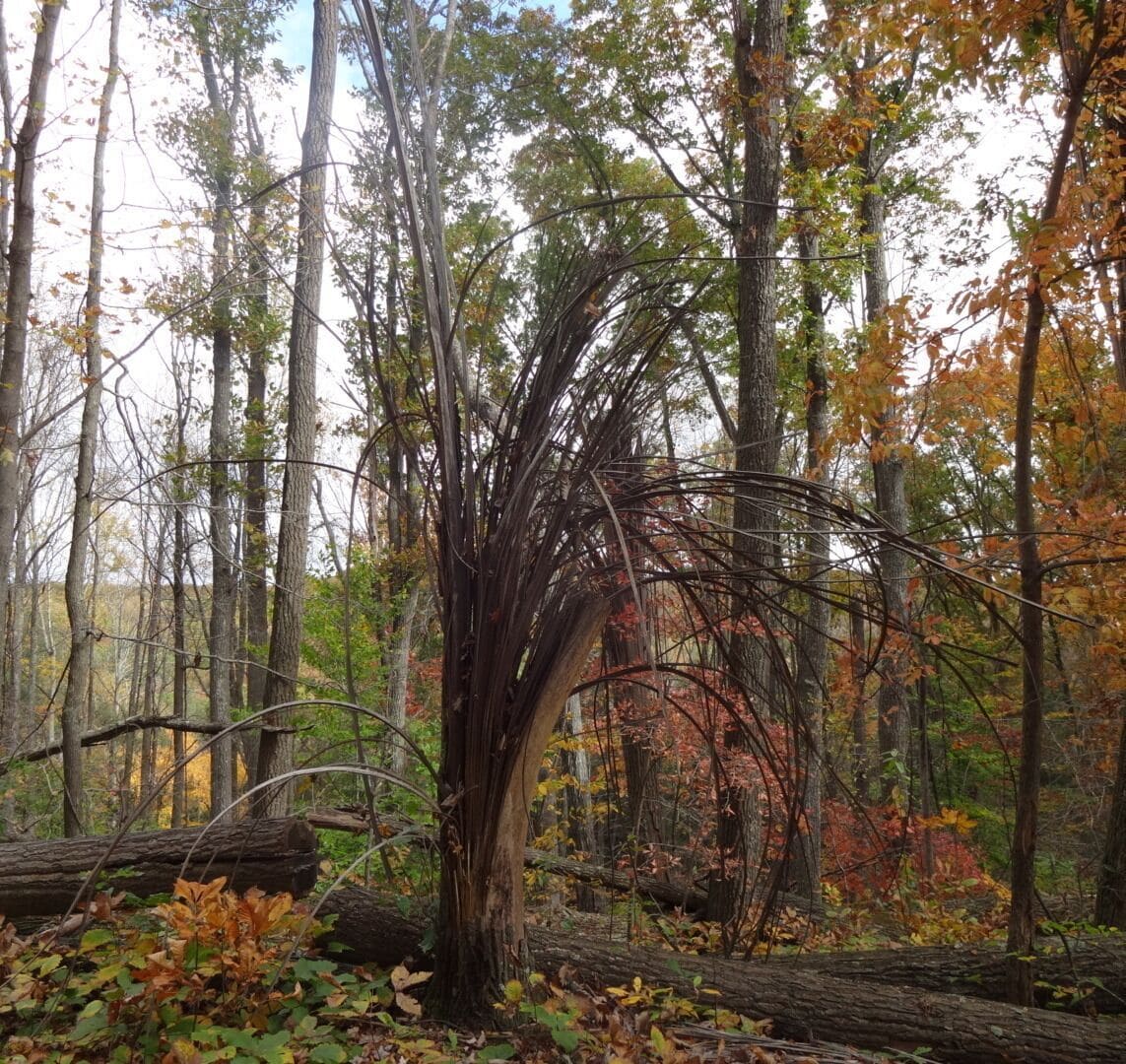 A forest with a prominent tree with a unique, twisted trunk structure surrounded by autumn-colored foliage.