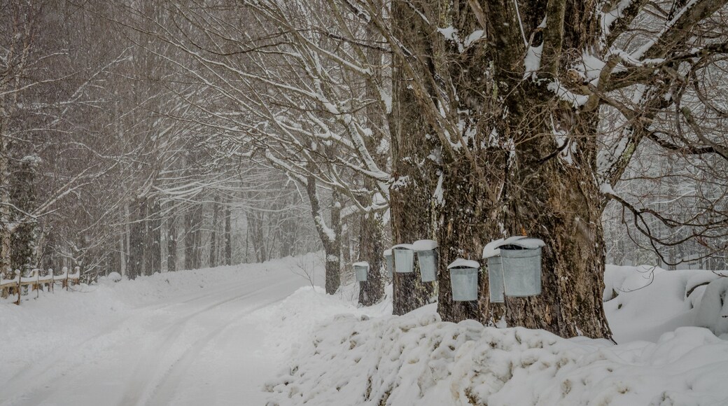 Sugar Grove
