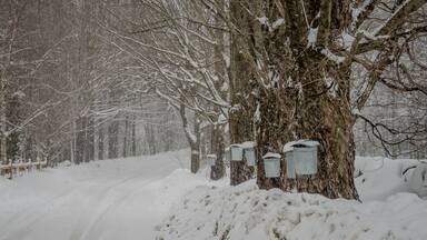 Metal sap collection Buckets hanging on sugar maple tree along road