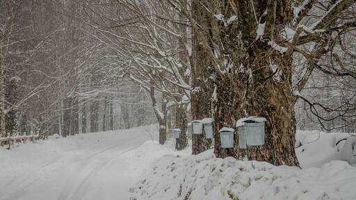Metal sap collection Buckets hanging on sugar maple tree along road
