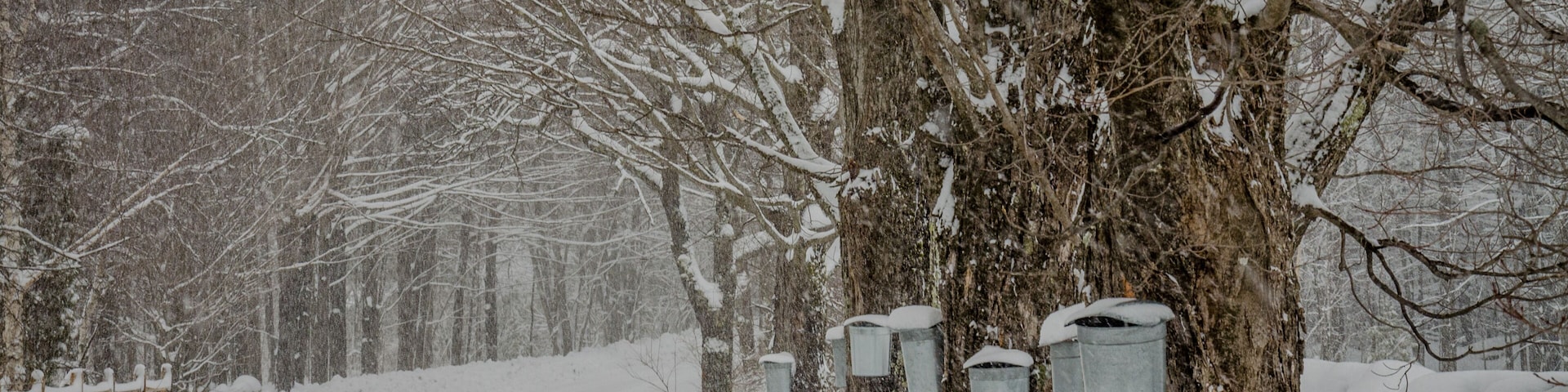 A snow-covered landscape with a road, trees, and metal bird feeders hanging from a tree.