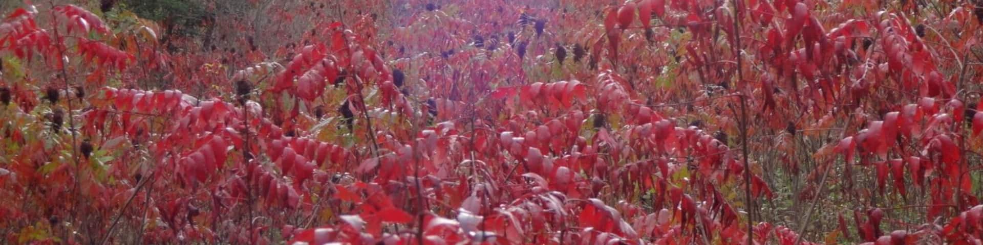The brilliant rich red fall foliage of staghorn sumac (Rhus typhina), the plant is named as such because the velvety pubescence on the stems and the forked branching habit resemble a deer's antlers.