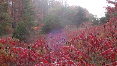 The brilliant rich red fall foliage of staghorn sumac (Rhus typhina), the plant is named as such because the velvety pubescence on the stems and the forked branching habit resemble a deer's antlers.