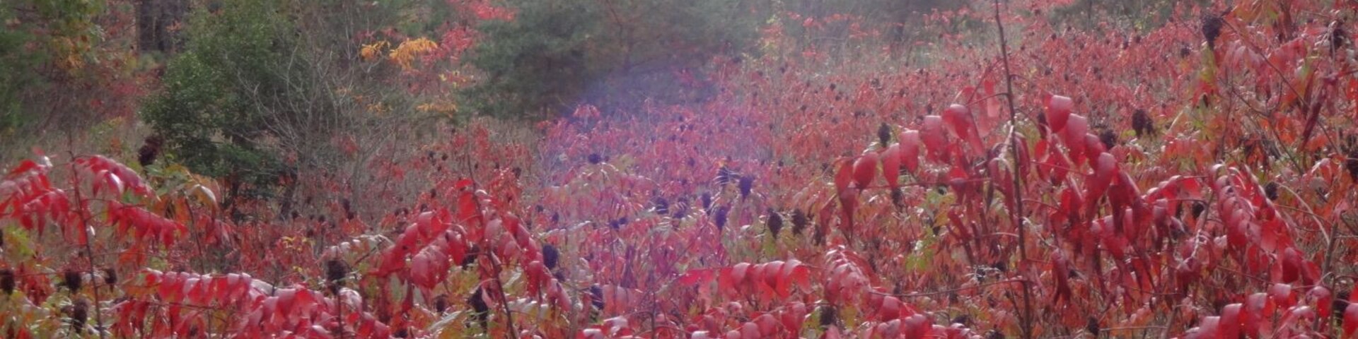The brilliant rich red fall foliage of staghorn sumac (Rhus typhina), the plant is named as such because the velvety pubescence on the stems and the forked branching habit resemble a deer's antlers.
