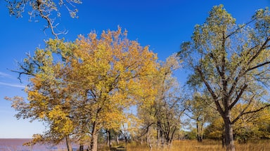 A pathway through a wooded area with trees displaying autumn foliage.