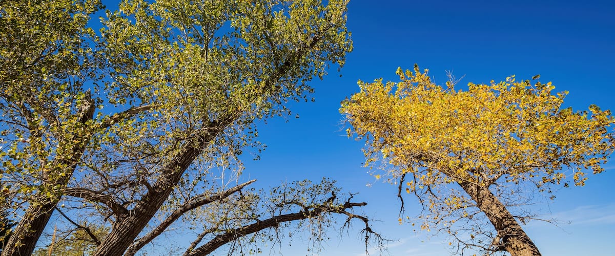 A coastal landscape with trees, grass, and a clear blue sky.