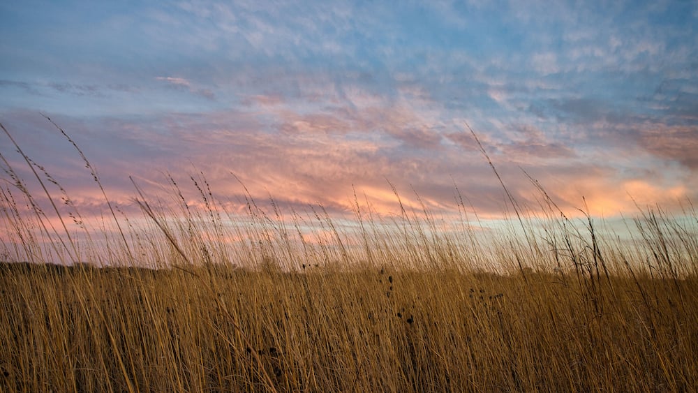 Sunset over prairie grasses. Beautiful sky casts colors across the tall weeds in grain field