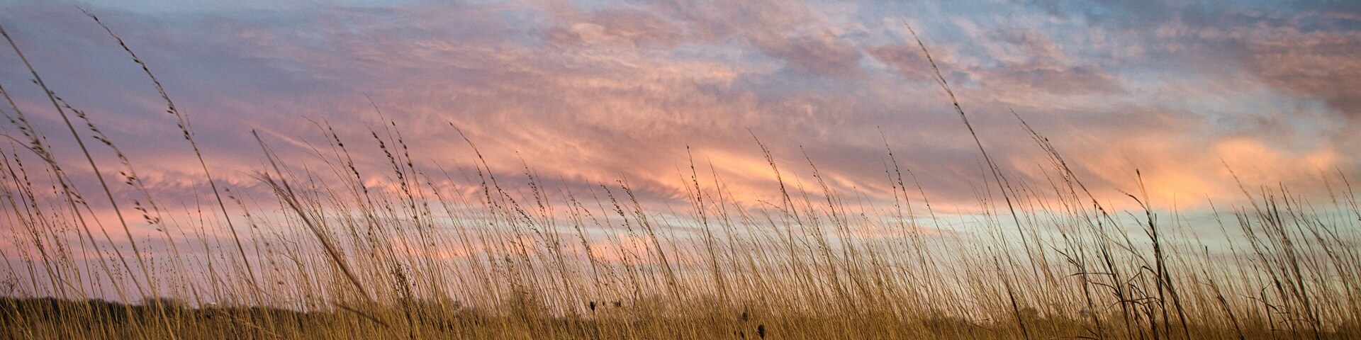 Sunset over prairie grasses. Beautiful sky casts colors across the tall weeds in grain field