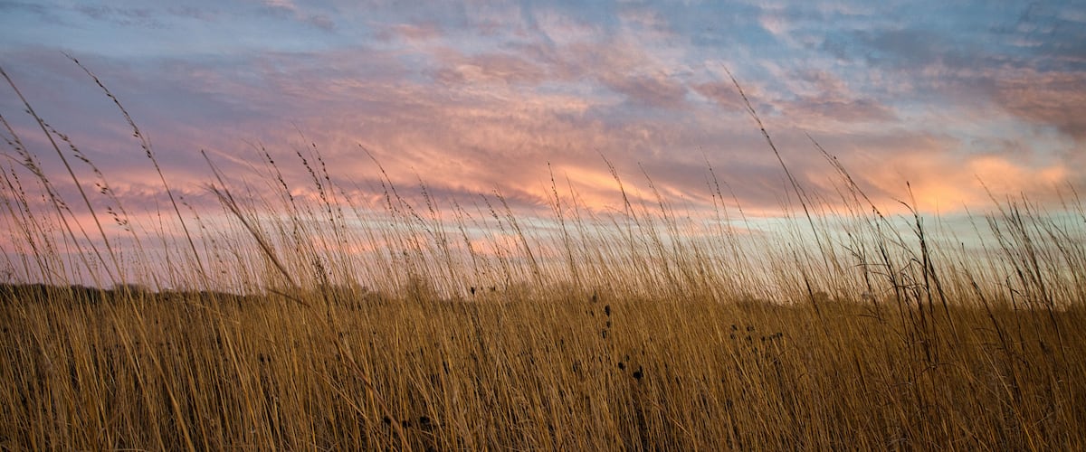 A field of tall grass with a sunset sky.