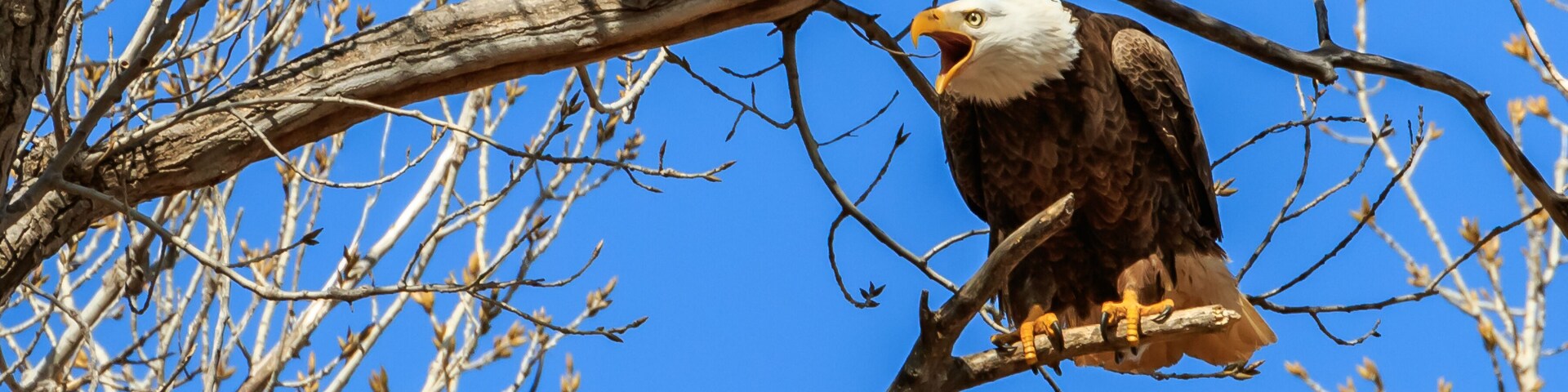 Un águila calva posada en una rama de árbol.