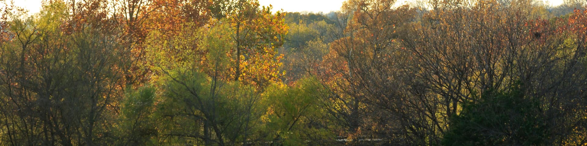 A fenced field with a white horse grazing, surrounded by trees with autumn foliage.