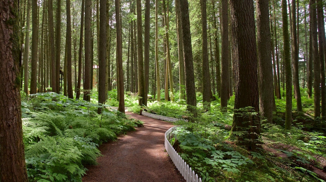 Enchanted Forest showing forest scenes