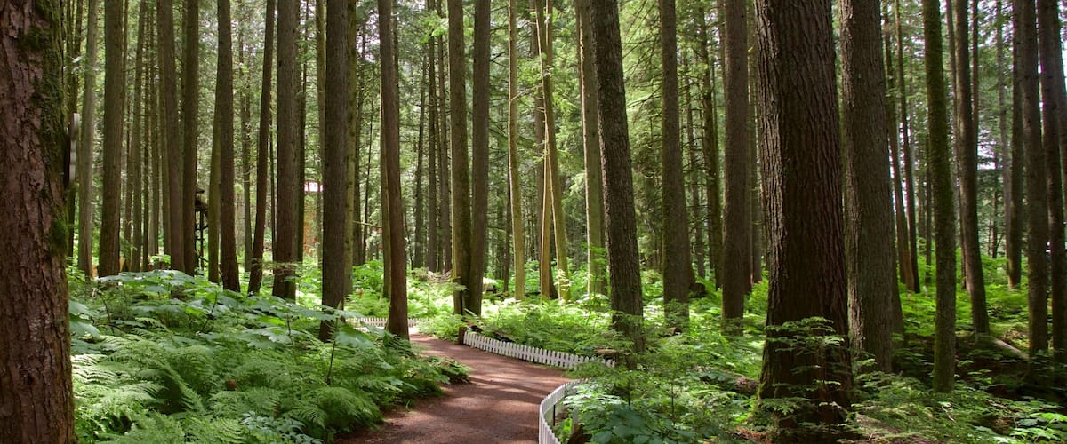 Enchanted Forest which includes forest scenes