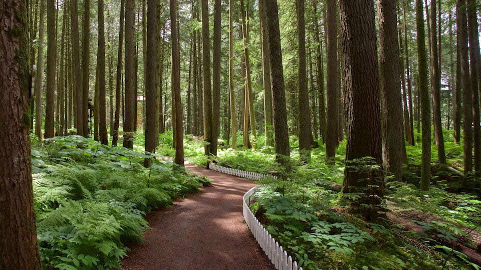 A forest path surrounded by tall trees and lush green ferns.