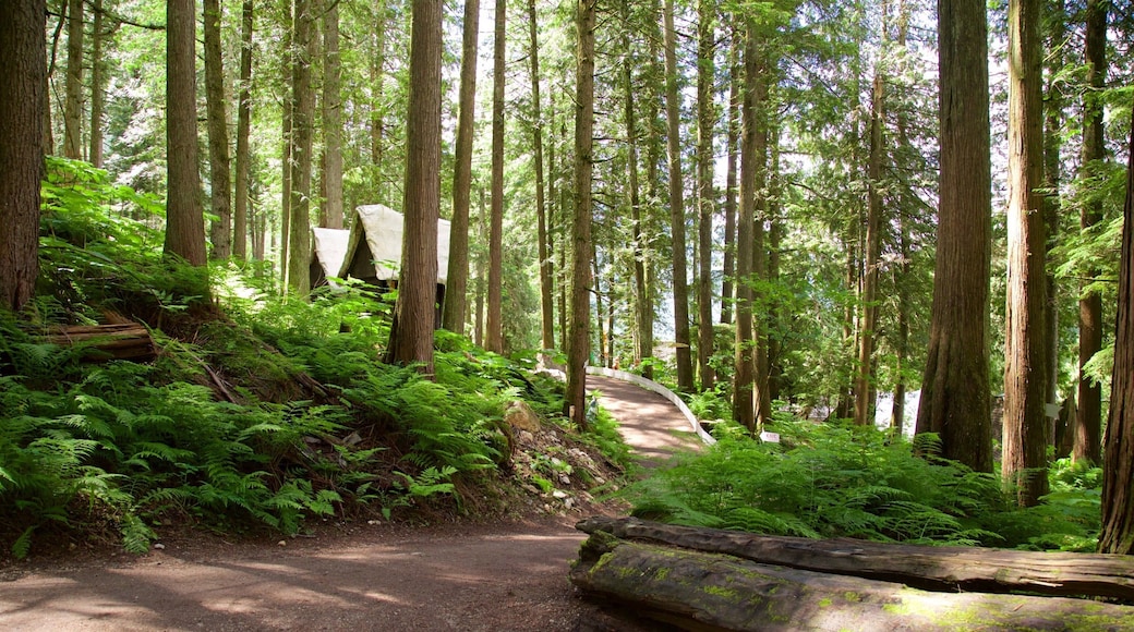 Malakwa featuring forest scenes