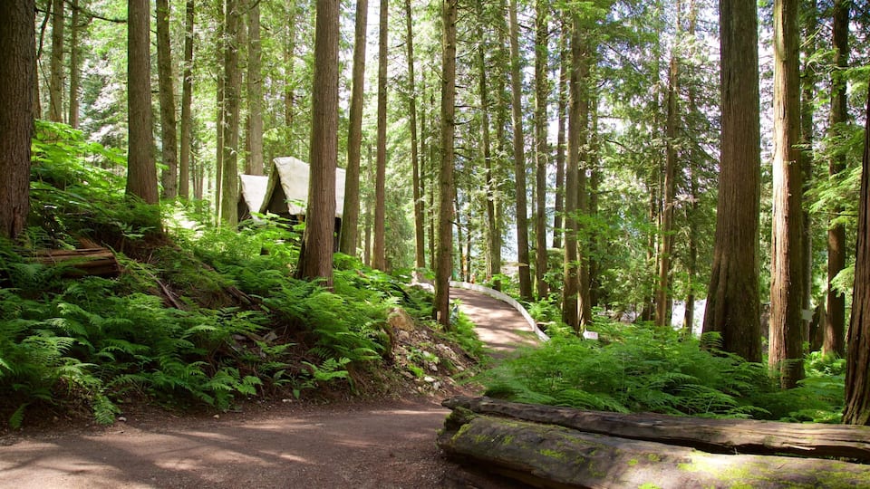 A forested area with a dirt path, tall trees, and ferns.
