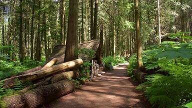 Malakwa featuring forests