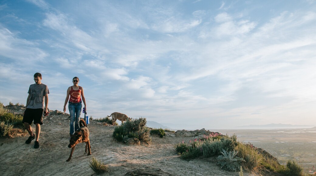 Ensign Peak Nature Park showing cuddly or friendly animals, tranquil scenes and hiking or walking