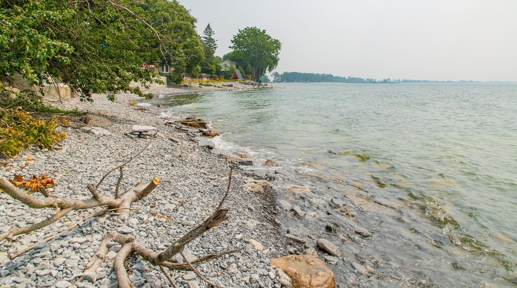 Wellington showing general coastal views and a pebble beach