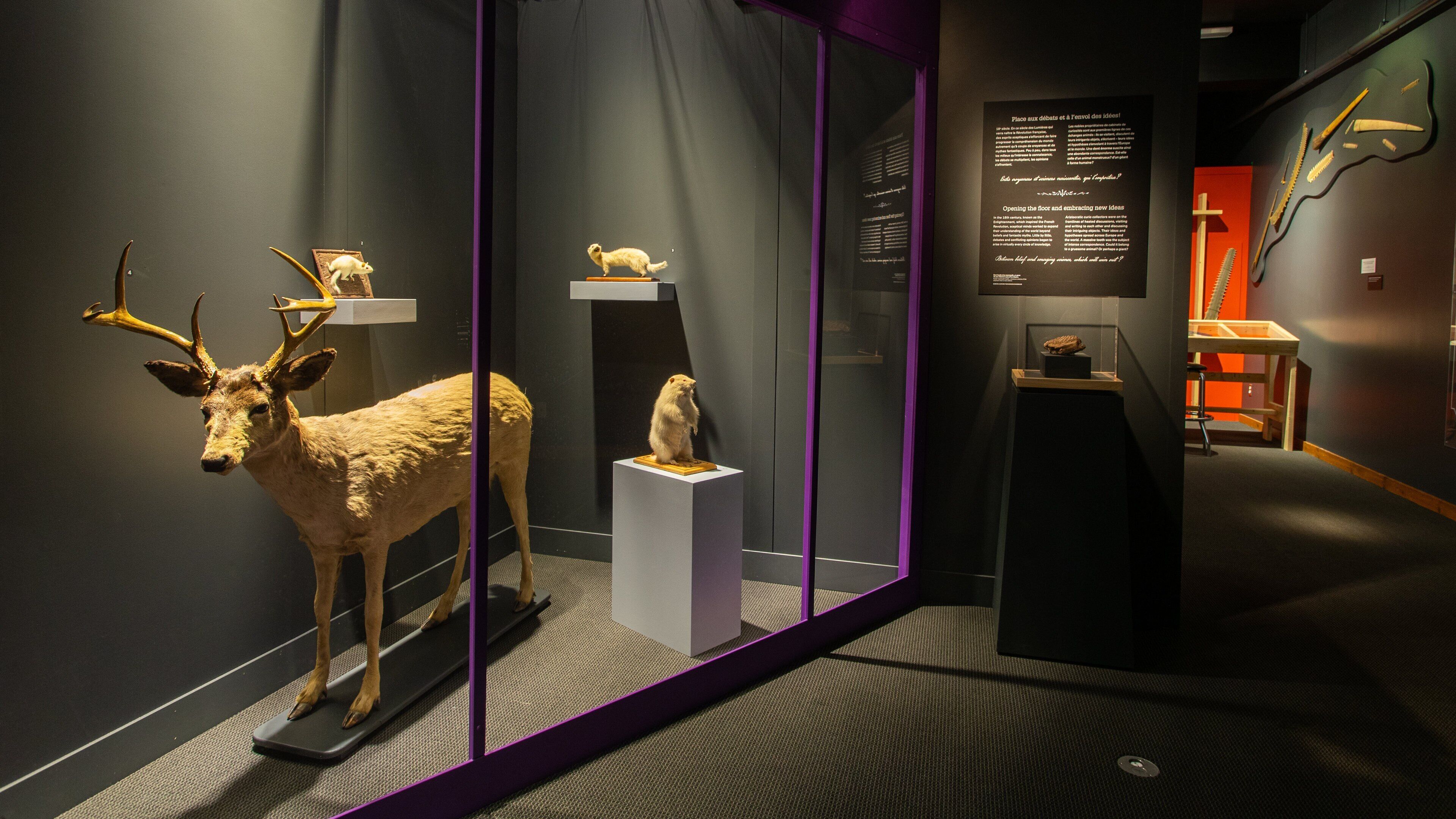 Musee de la Nature et des Sciences featuring interior views