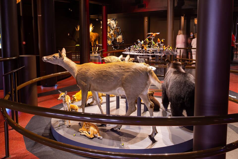 A museum exhibit with taxidermy animals including a deer, a bear, and various birds.