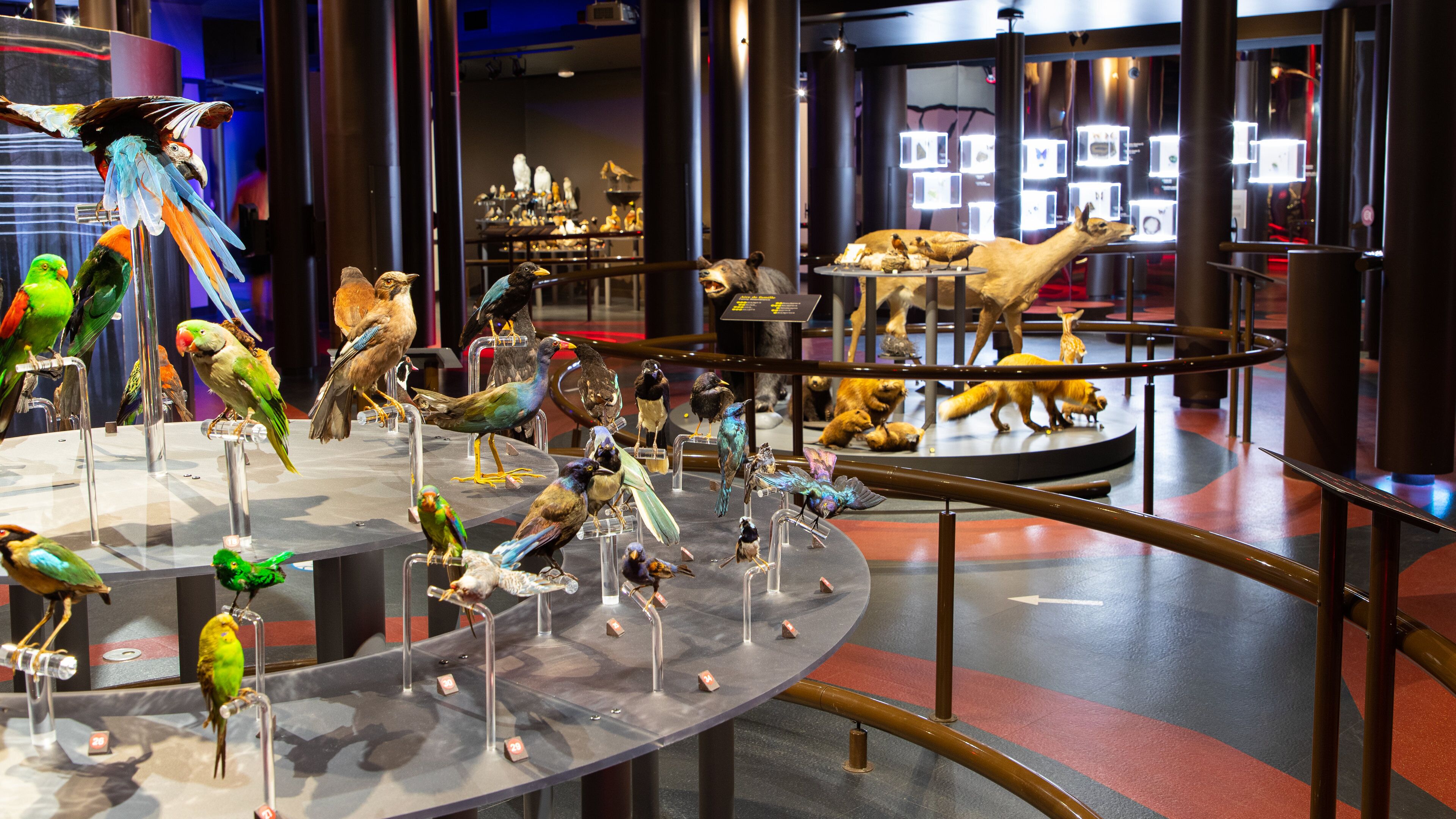 Musee de la Nature et des Sciences which includes interior views