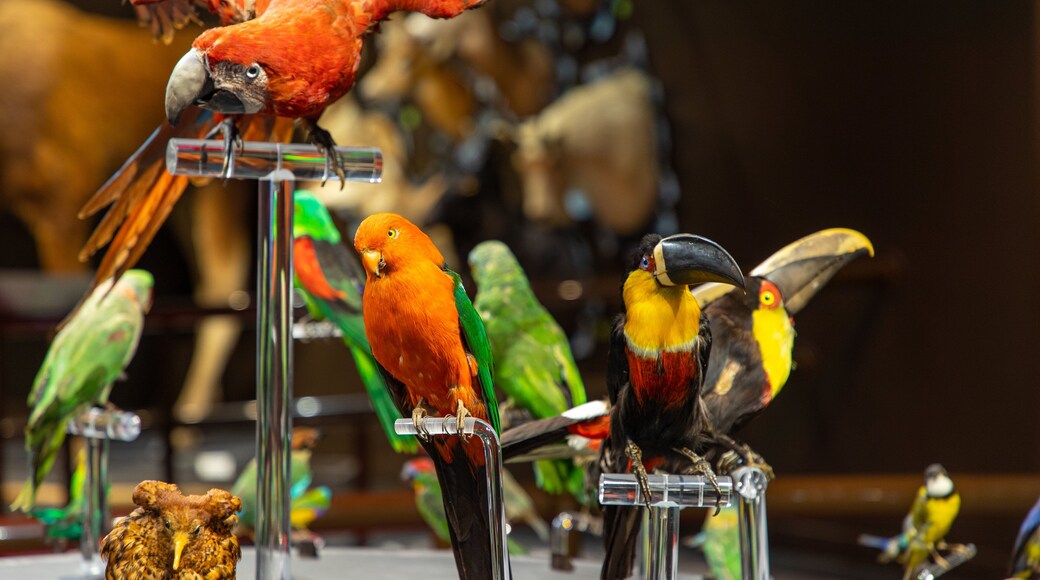 Musee de la Nature et des Sciences