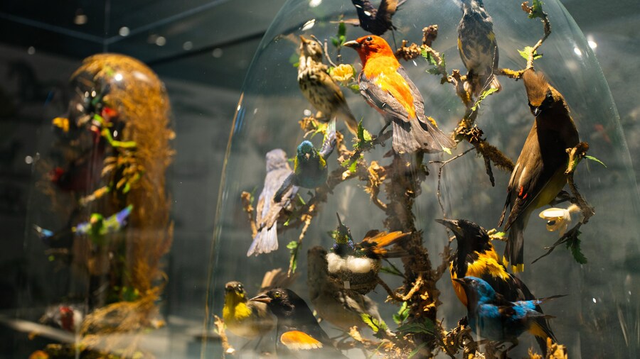 Musee de la Nature et des Sciences