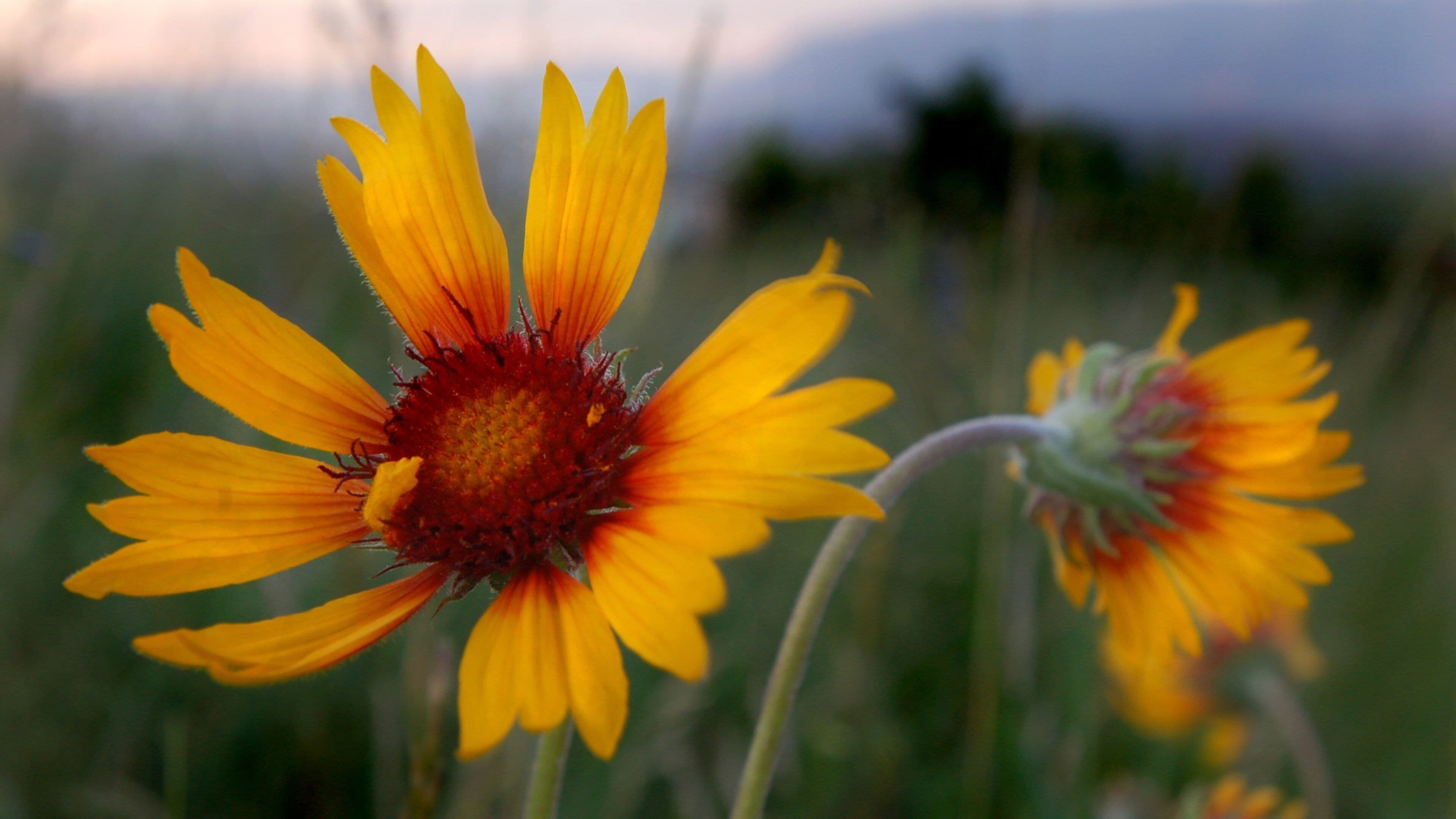 Lone Pine State Park featuring flowers